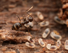 Nylanderia