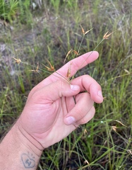 Rhynchospora inundata