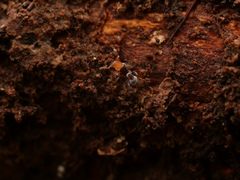 Tetramorium fulviceps