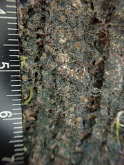 Protopannaria pezizoides