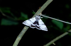 Catocala relicta