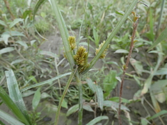 Cyperus glomeratus