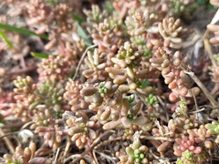 Sedum album