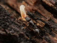 Vollenhovia