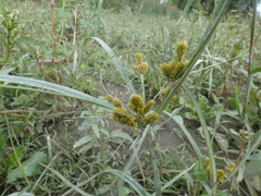 Cyperus glomeratus