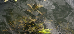 Potamogeton lucens