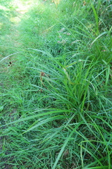 Scirpus microcarpus
