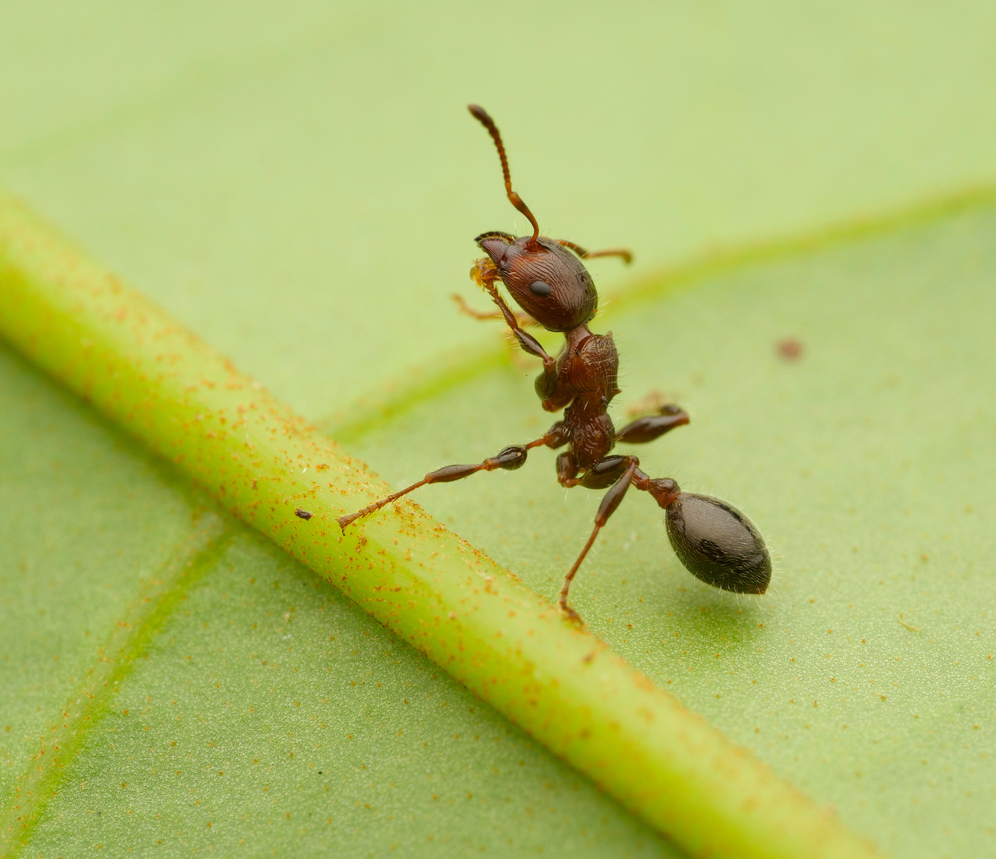 Podomyrma laevifrons