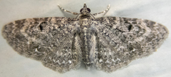 Eupithecia fletcherata