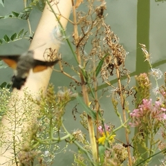Macroglossum stellatarum