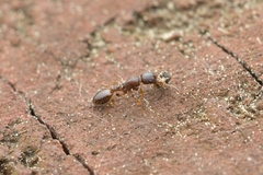 Temnothorax wui