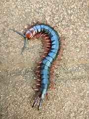 Cormocephalus