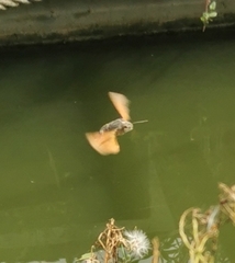 Macroglossum stellatarum