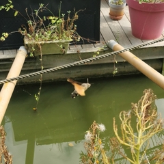 Macroglossum stellatarum