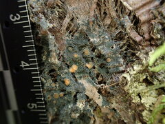 Protopannaria pezizoides