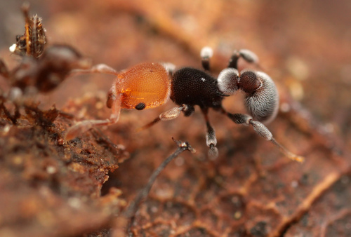 Tetramorium fulvicepsTetramorium fulviceps