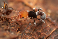 Tetramorium fulviceps