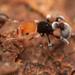 Tetramorium fulviceps - Photo no rights reserved, uploaded by Philipp Hoenle