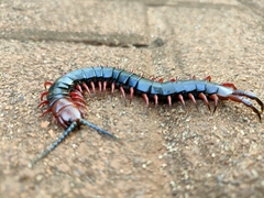 Cormocephalus