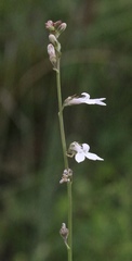Lobelia paludosa