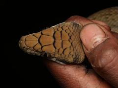 Simalia amethistina