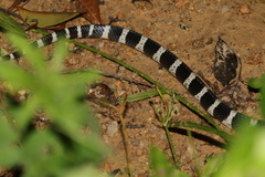 Bungarus multicinctus