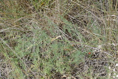 Asparagus maritimus