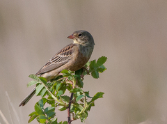 Emberiza hortulana