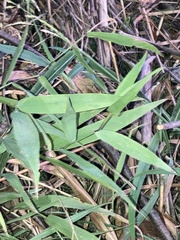 Dichanthelium commutatum