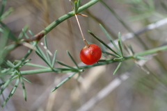 Asparagus maritimus