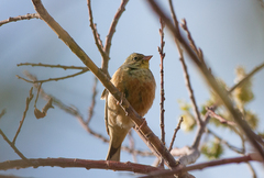 Emberiza hortulana