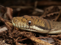 Simalia amethistina