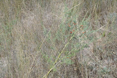 Asparagus maritimus