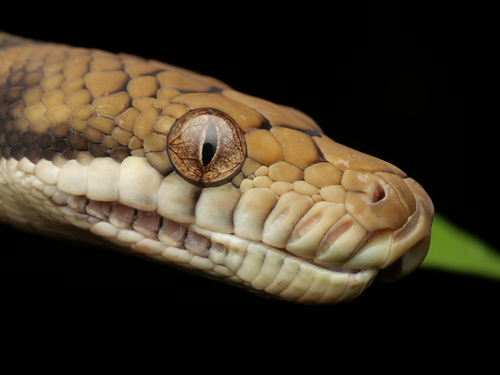 Amethystine or scrub python, Simalia amethistina