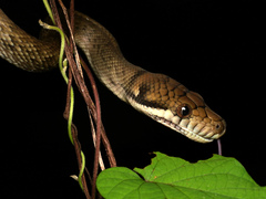 Simalia amethistina