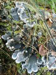 Peltigera polydactylon