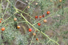 Asparagus maritimus
