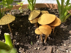 Agrocybe pediades