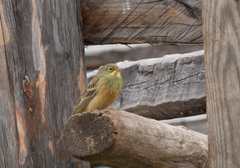 Emberiza hortulana