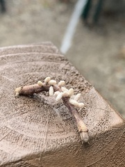 Ectropis crepuscularia