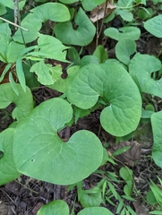 Asarum canadense