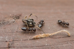 Crematogaster teranishii