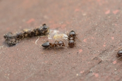 Crematogaster matsumurai