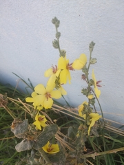 Verbascum sinuatum