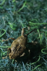 Curculio glandium