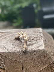 Ectropis crepuscularia