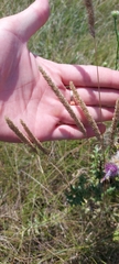 Phleum phleoides
