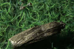 Phycitini