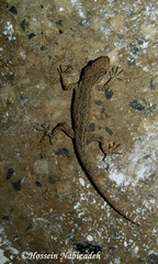 Mediodactylus russowii