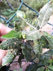Aceria quercina